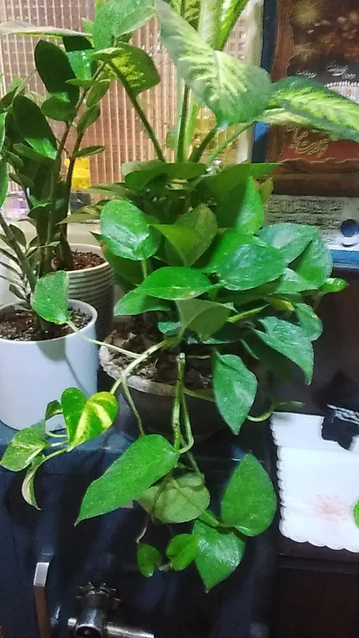 گل گل|گل و گیاه طبیعی|قم, علی آباد سعدگان|دیوار