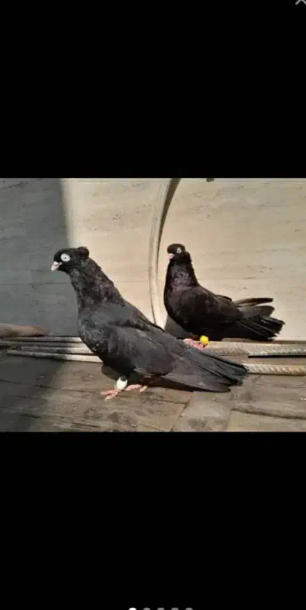 کبوتر ابادانی|پرنده|کرخه, |دیوار