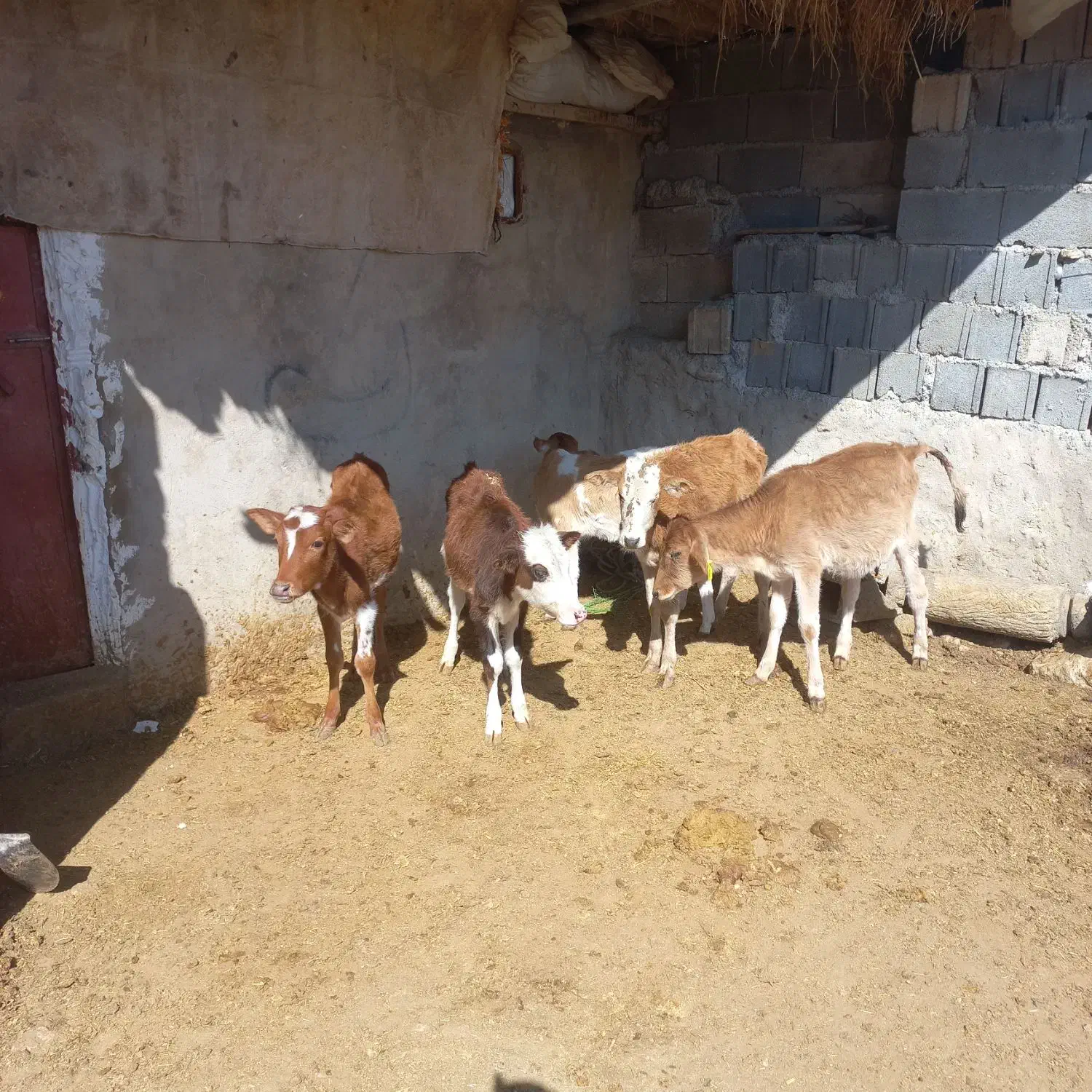 گاو وگوساله|حیوانات مزرعه|ابرکوه, |دیوار