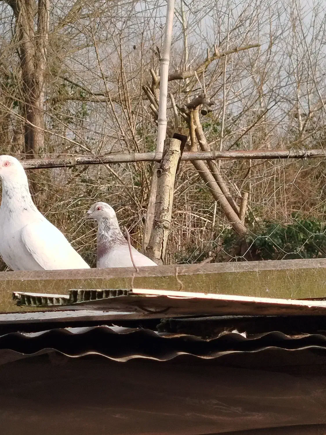 کبوتر مسافتی هومر|پرنده|آستانه اشرفیه, |دیوار