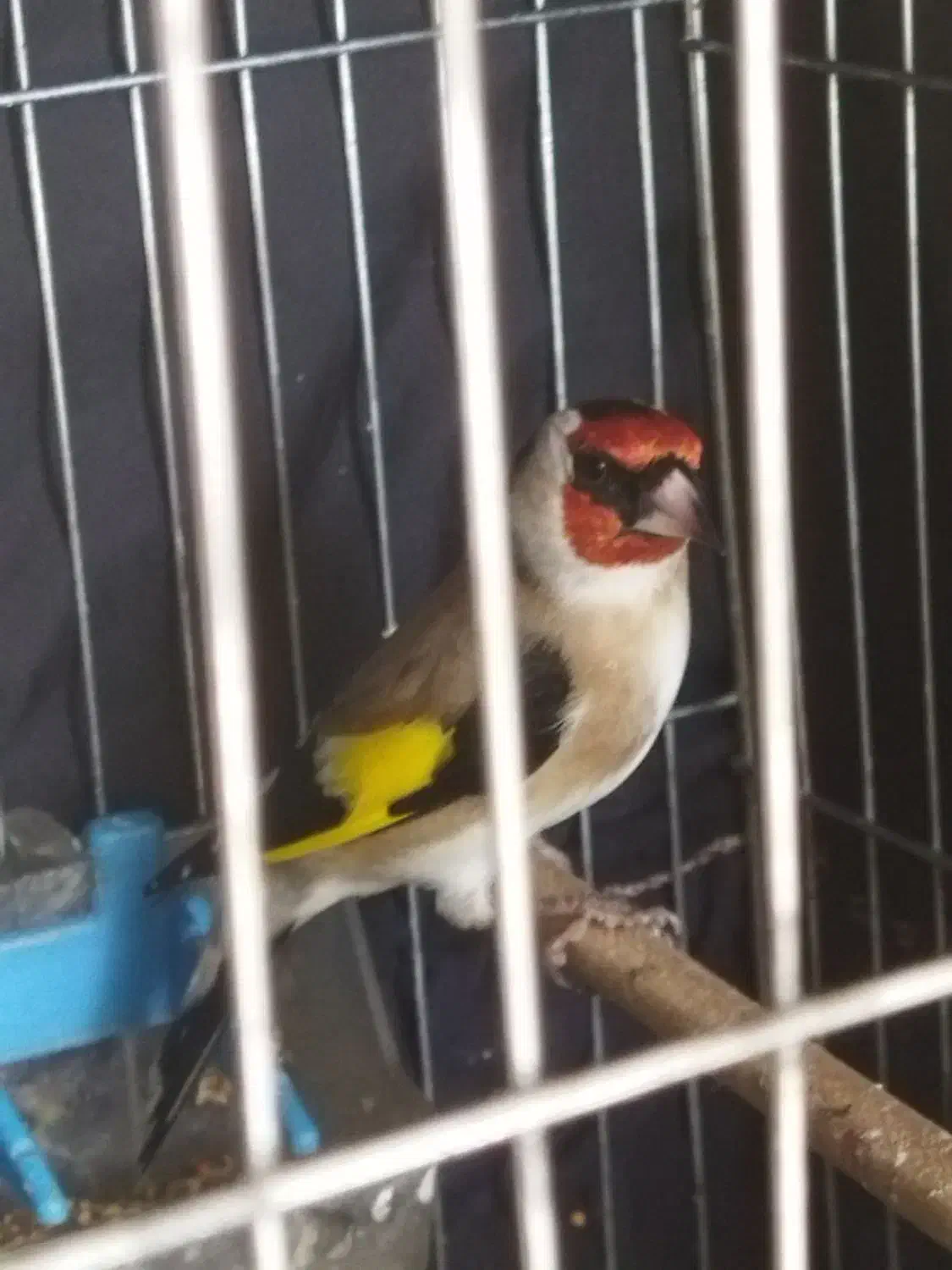 سهر ه درجه یک نر|پرنده|جوانرود, |دیوار