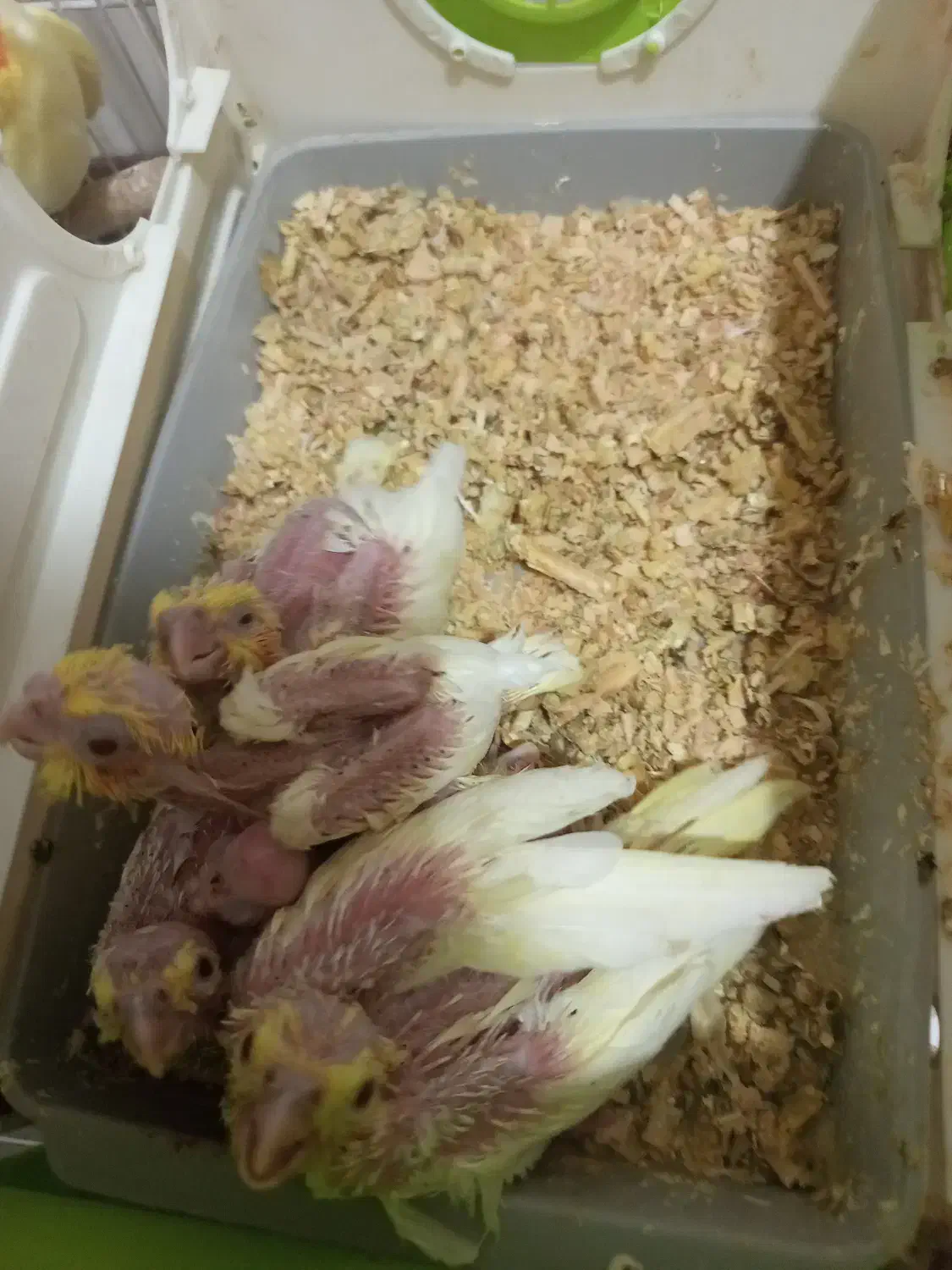 پرنده|پرنده|مشهد, کوی ولیعصر|دیوار