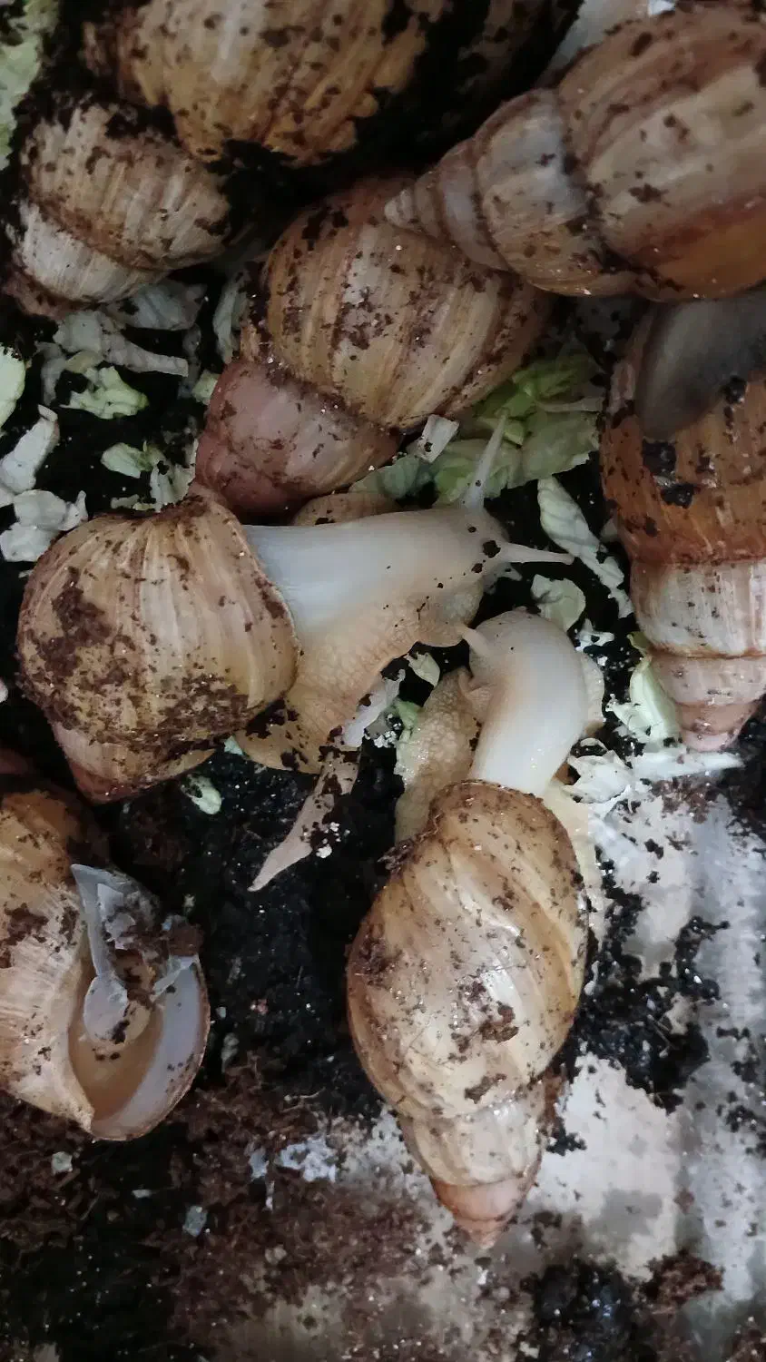 حلزون|خزنده|اصفهان, آفاران|دیوار