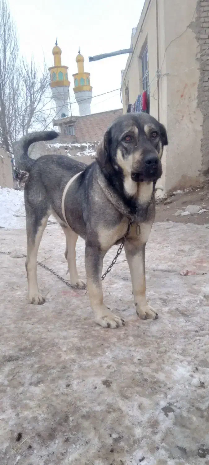 سگ عراقی نژاد دار|سگ|اردبیل, |دیوار