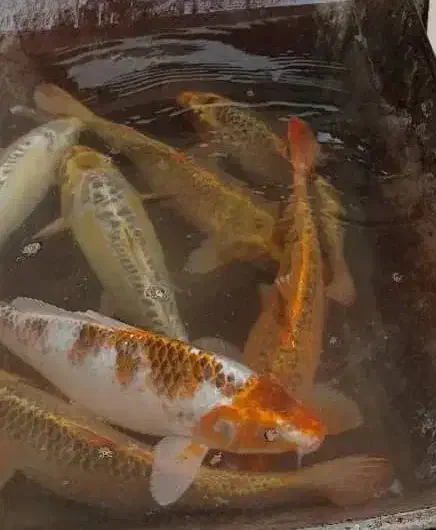 ماهی کوی|ماهی|صومعهسرا, |دیوار