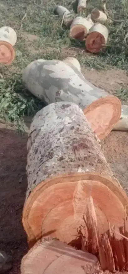 خریدار انواع چوب|خدمات باغبانی و درختکاری|مسجد سلیمان, |دیوار