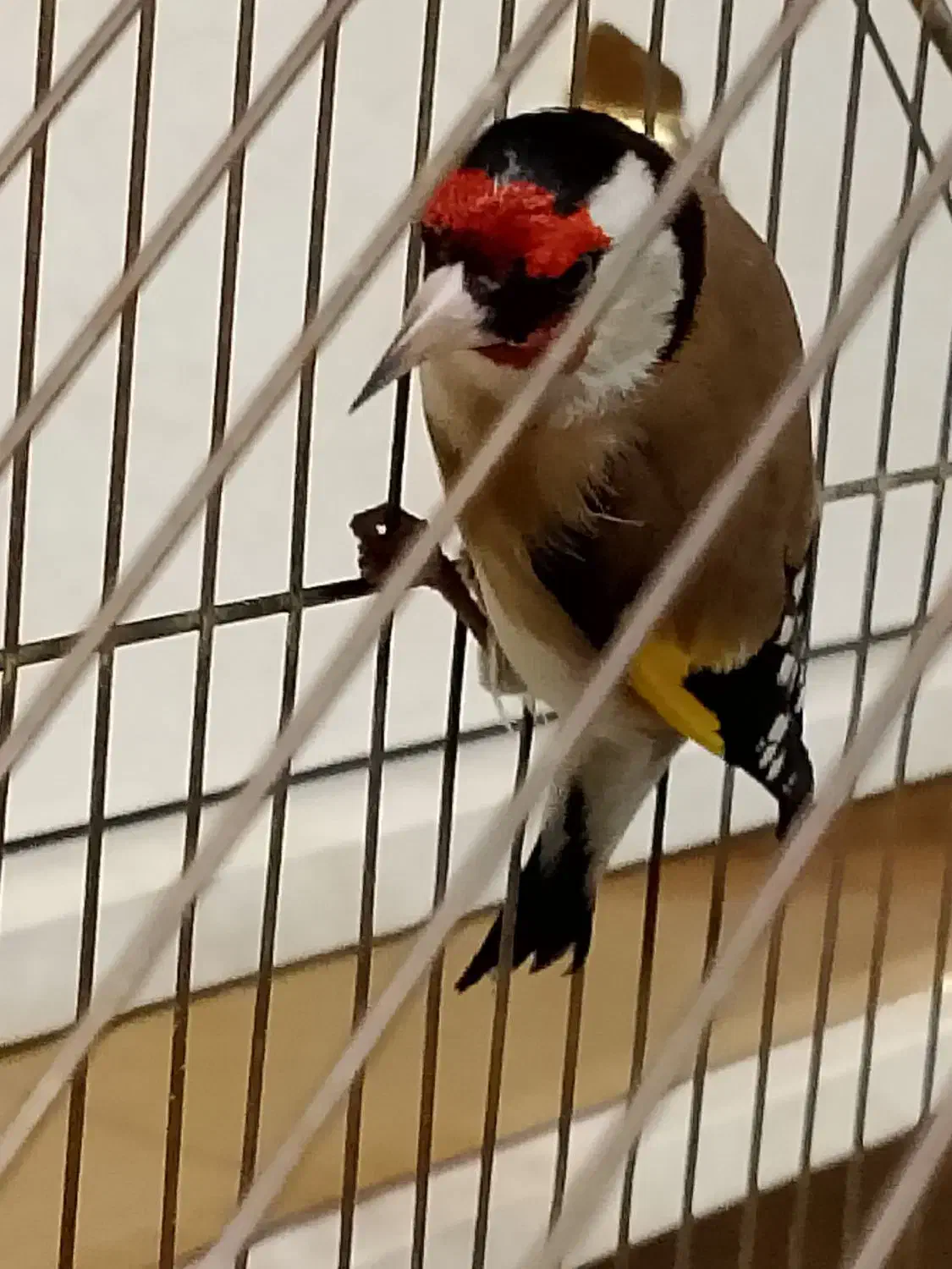 سره|پرنده|کهریزک, |دیوار