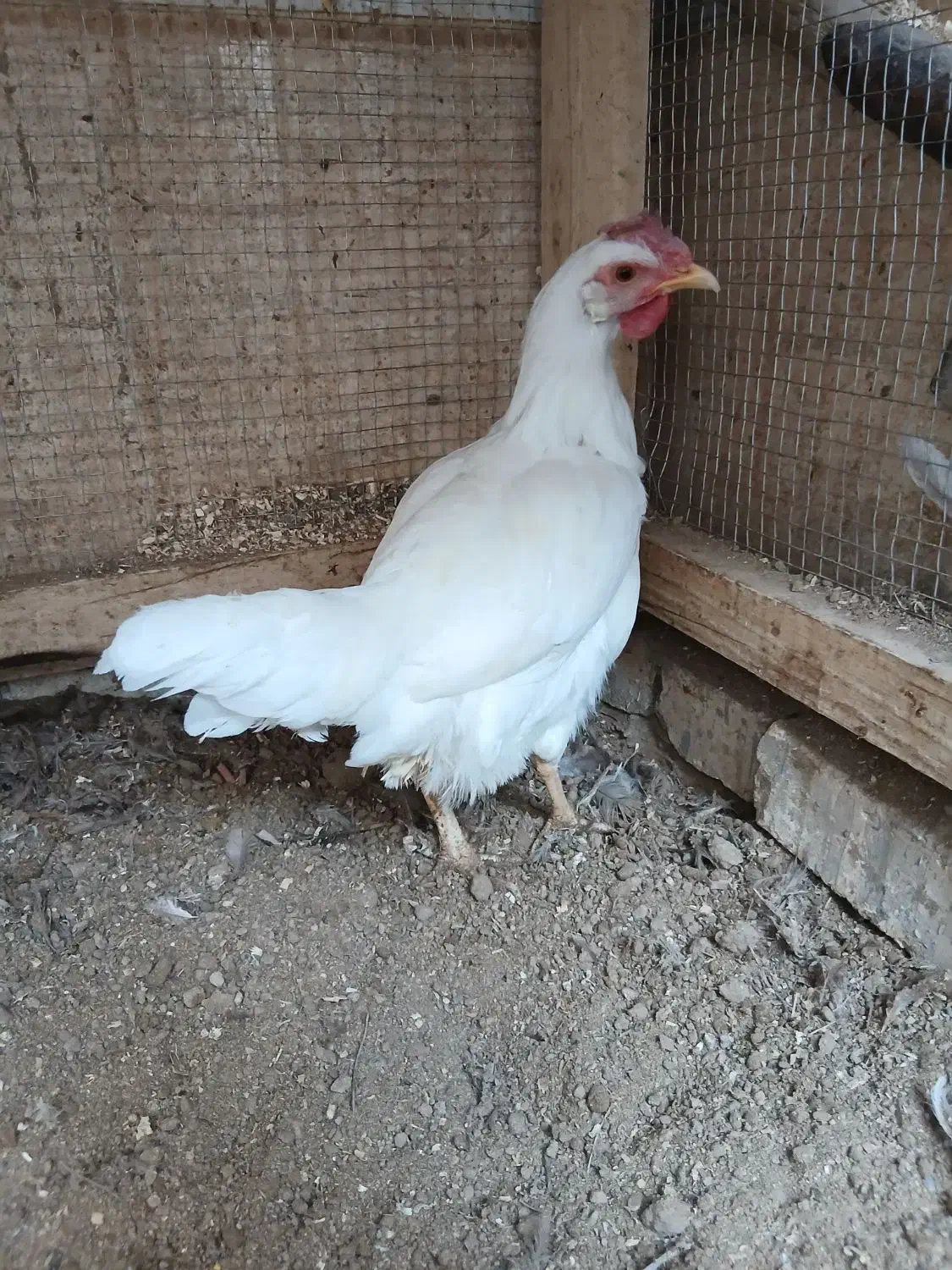 مرغ تخمکن ودو خروس درشت جوان ۷ماه|حیوانات مزرعه|خمینی‌شهر, |دیوار