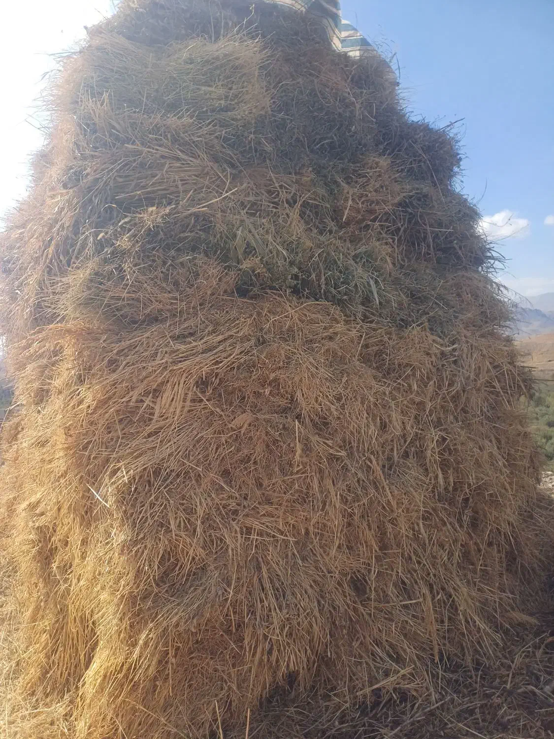 فروش علوفه|خدمات باغبانی و درختکاری|مشگین شهر, |دیوار