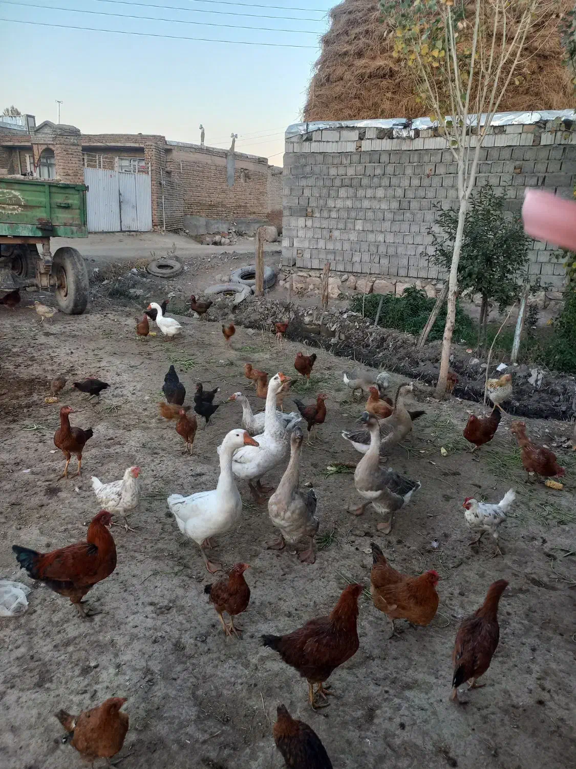 غوغا گاز و مرغ|حیوانات مزرعه|خوی, |دیوار