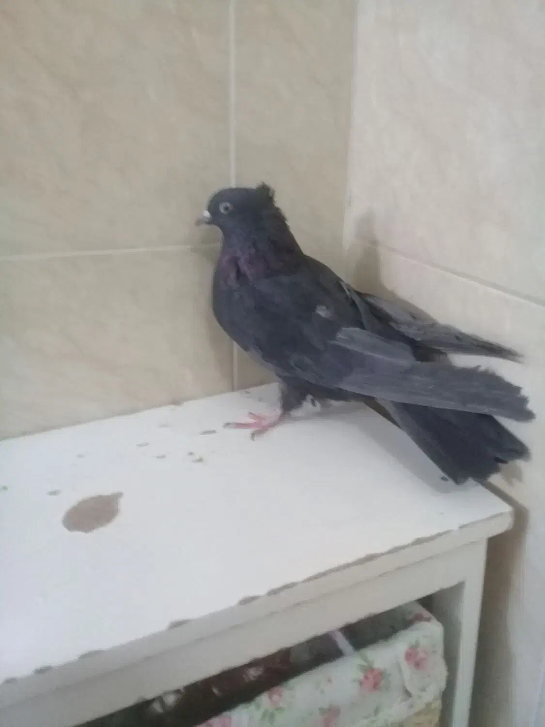 ی ماده سیاه اصفانی د دوتا جوجه سوسکی|پرنده|خمینیشهر, |دیوار