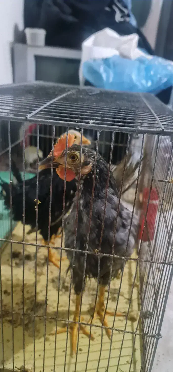 فروش مرغ و خروس|حیوانات مزرعه|جم, |دیوار