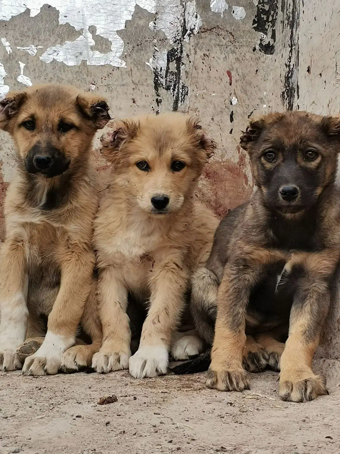 توله سگ سرابی اصل|سگ|کرمان, |دیوار