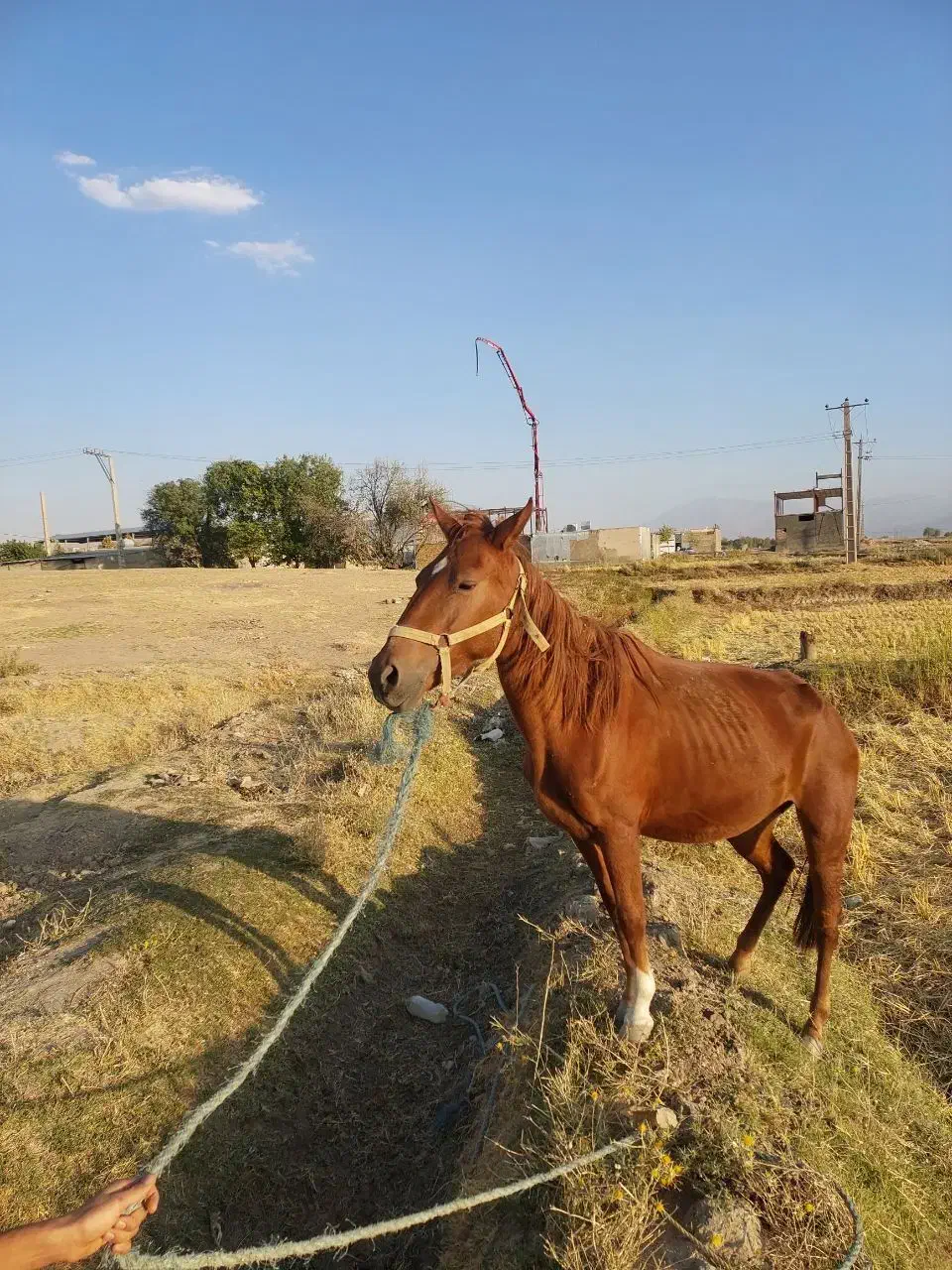 فروش مادیون|اسب و تجهیزات اسب‌سواری|سیلاخور, |دیوار