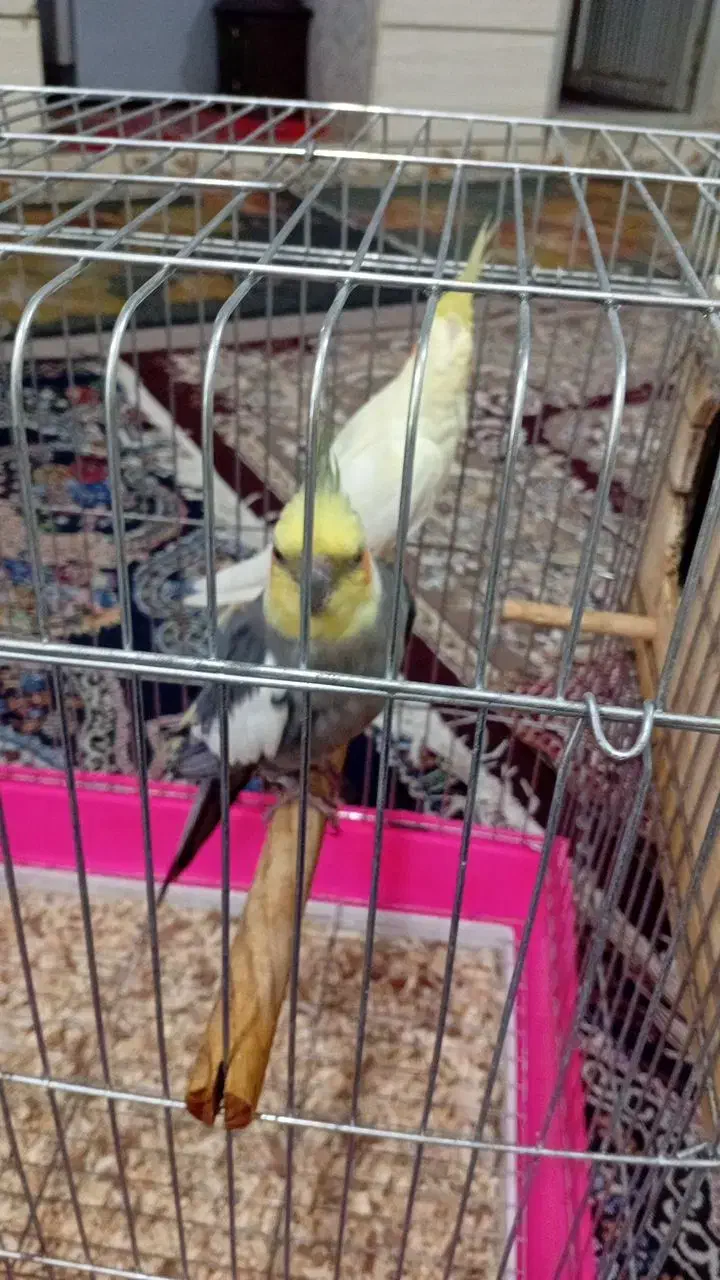 جفت عروس پاریس مولدباجوجه|پرنده|اهواز, منبع اب|دیوار