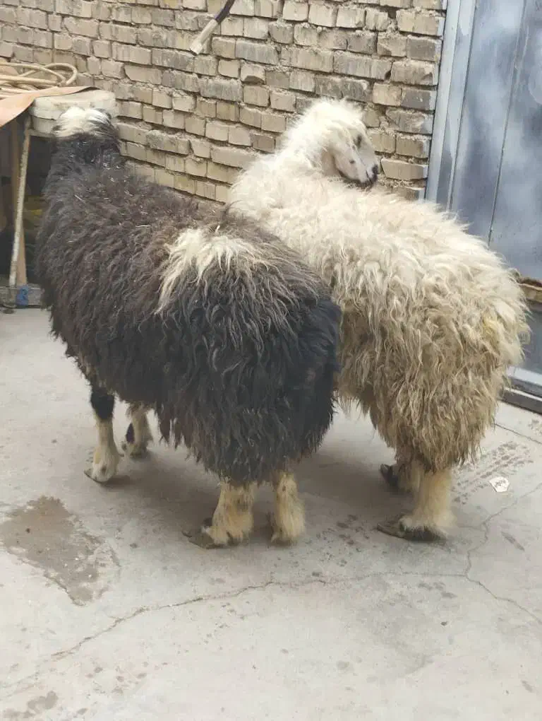 گوسفند‌و‌بره‌کوت‌عبدالله|حیوانات مزرعه|اهواز, اهواز|دیوار