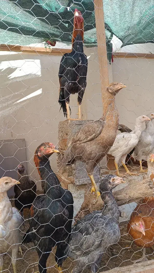 جوجه لاری جوجه اوشامو مرغ لاری|حیوانات مزرعه|مشهد, فریزی|دیوار