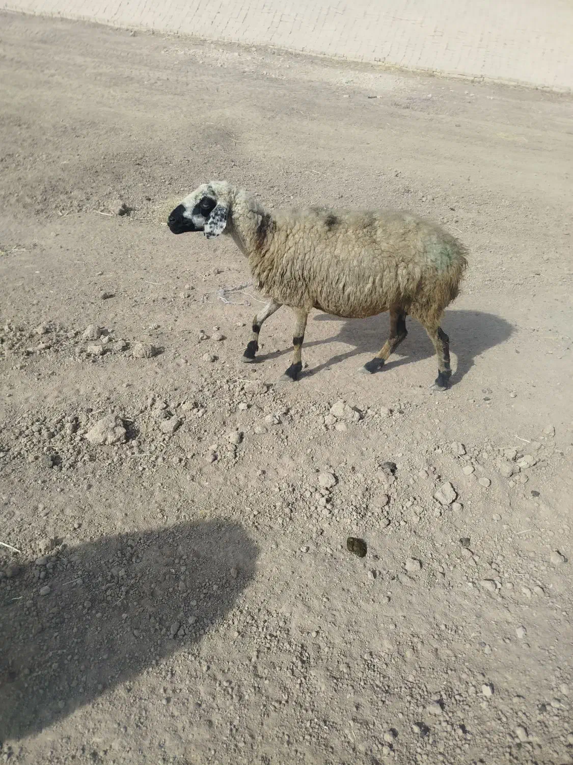 فروش 4عدد میشو بره|حیوانات مزرعه|ارسنجان, |دیوار