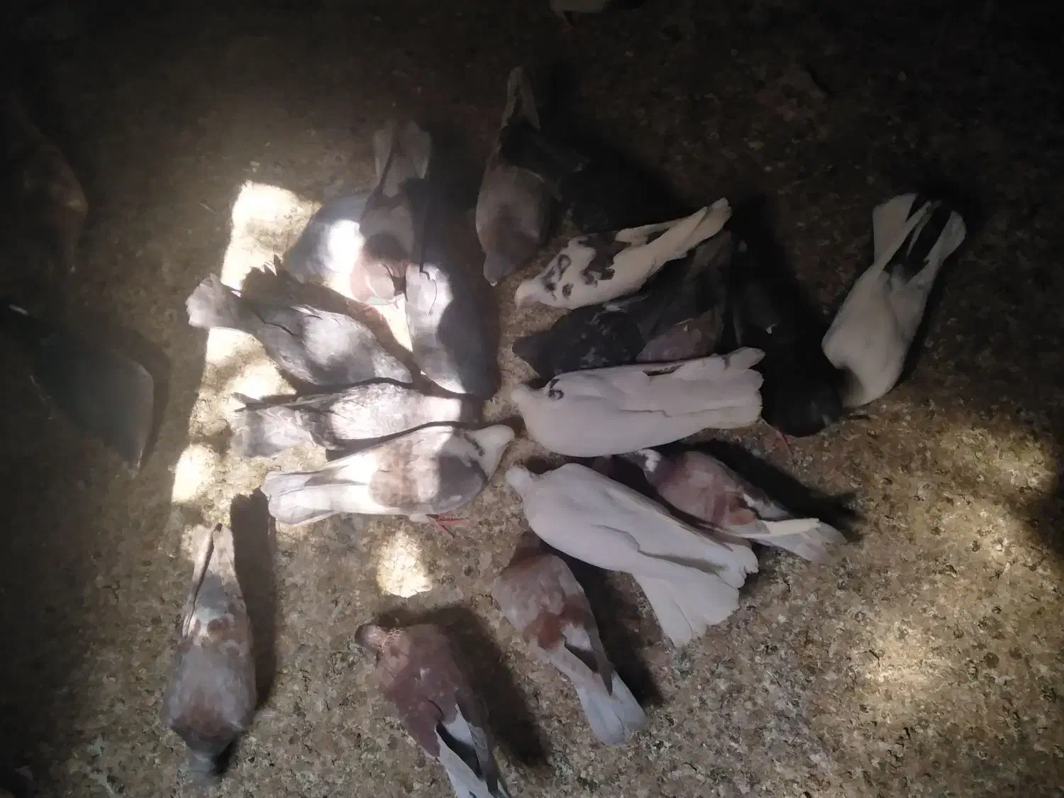 کفتر|پرنده|قم, کیوانفر|دیوار