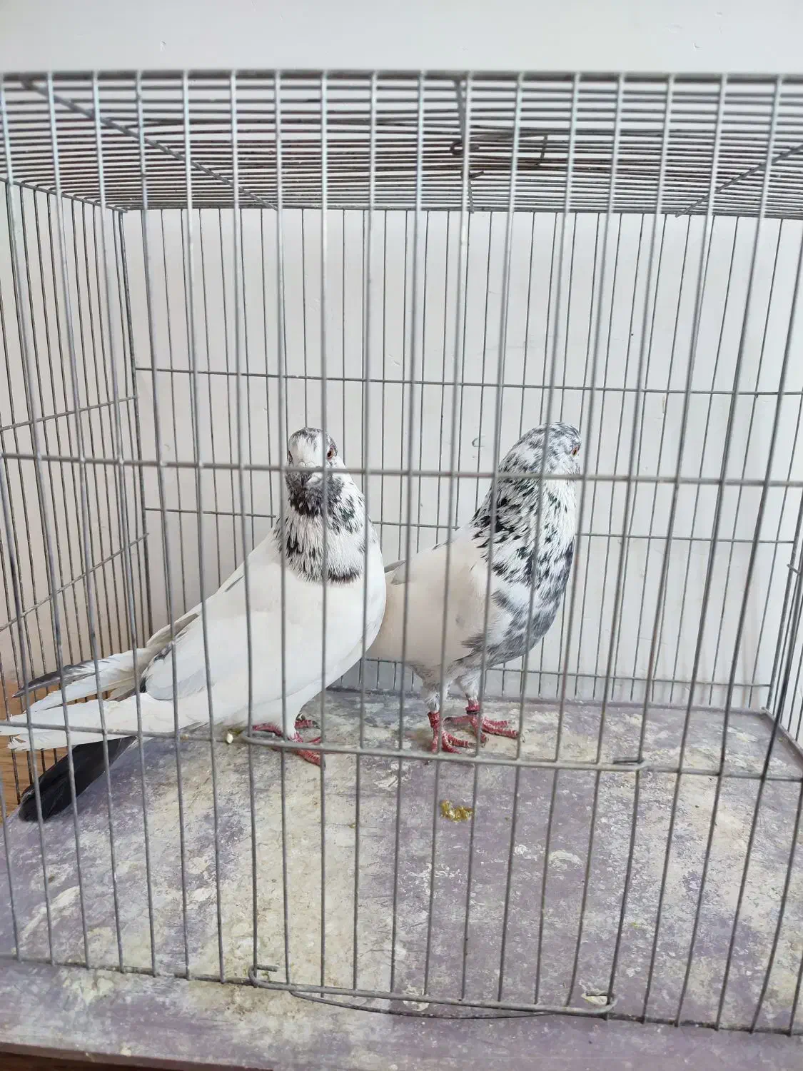 کفتر200|پرنده|دلیجان, |دیوار