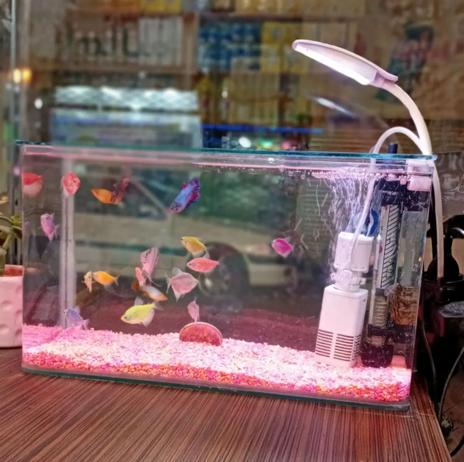 اکواریوم فروشی|ماهی|مشهد, ایثار|دیوار