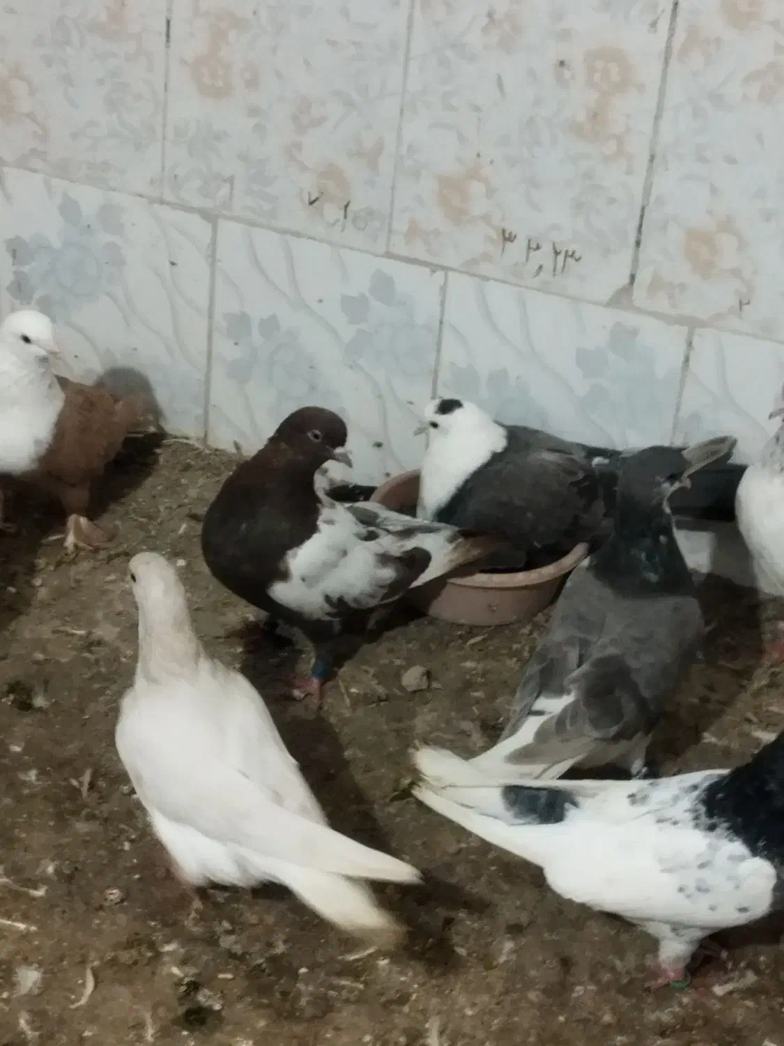 کبوتر جفت گاه|پرنده|مشهد, شهید بهشتی|دیوار