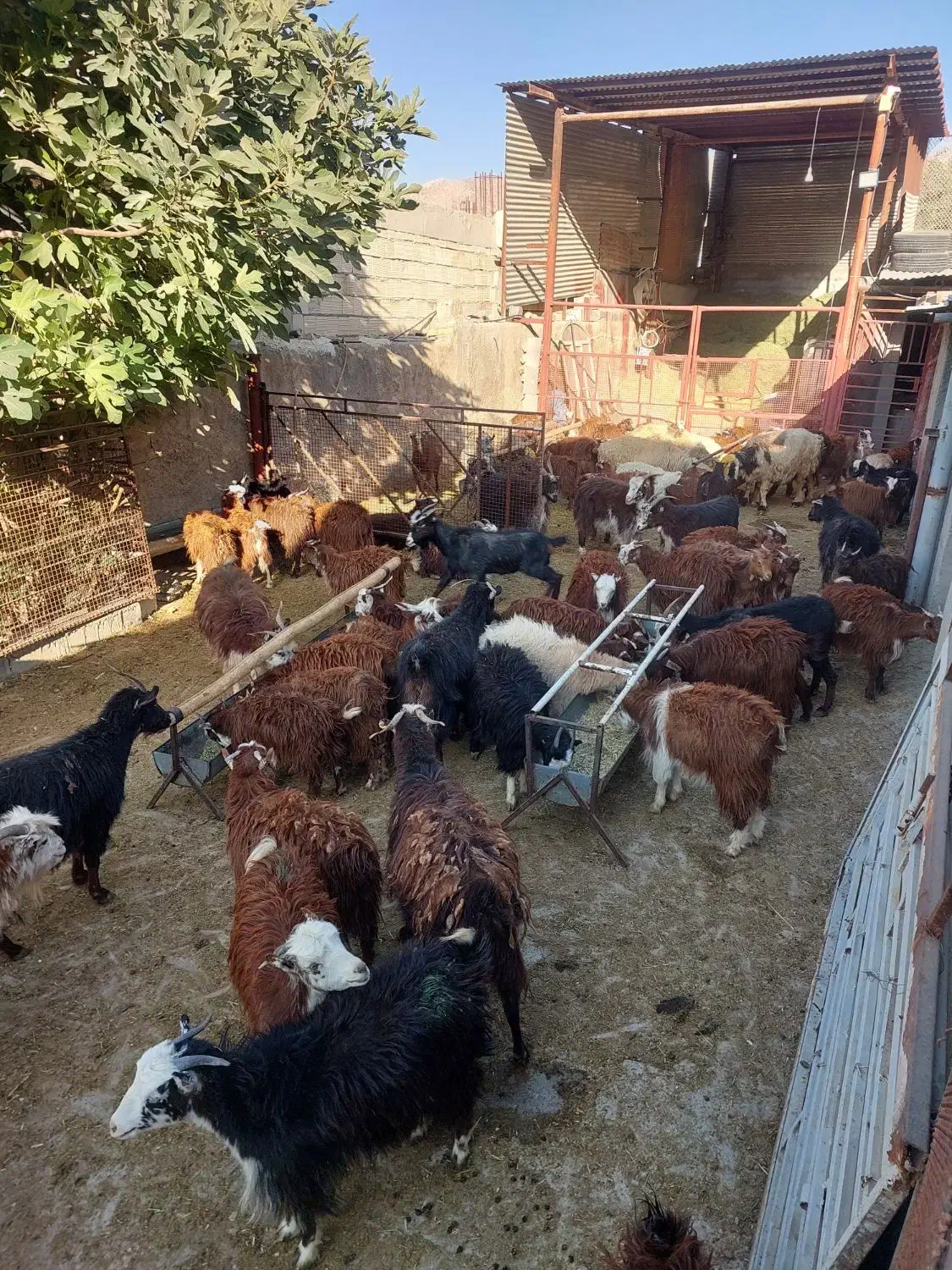 سلام گوسفند فروشی|حیوانات مزرعه|مرودشت, نقش رستم|دیوار