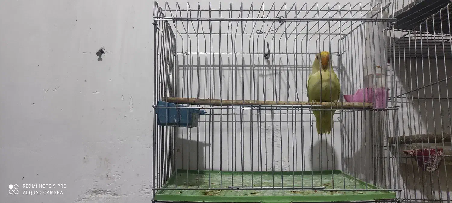 قفس طوطی برزیلی،راهب،فنچ،|لوازم جانبی حیوانات|سوسنگرد, |دیوار