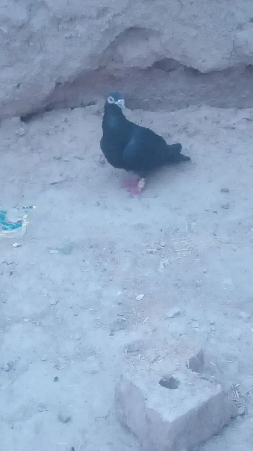 کفتر|پرنده|تایباد, |دیوار