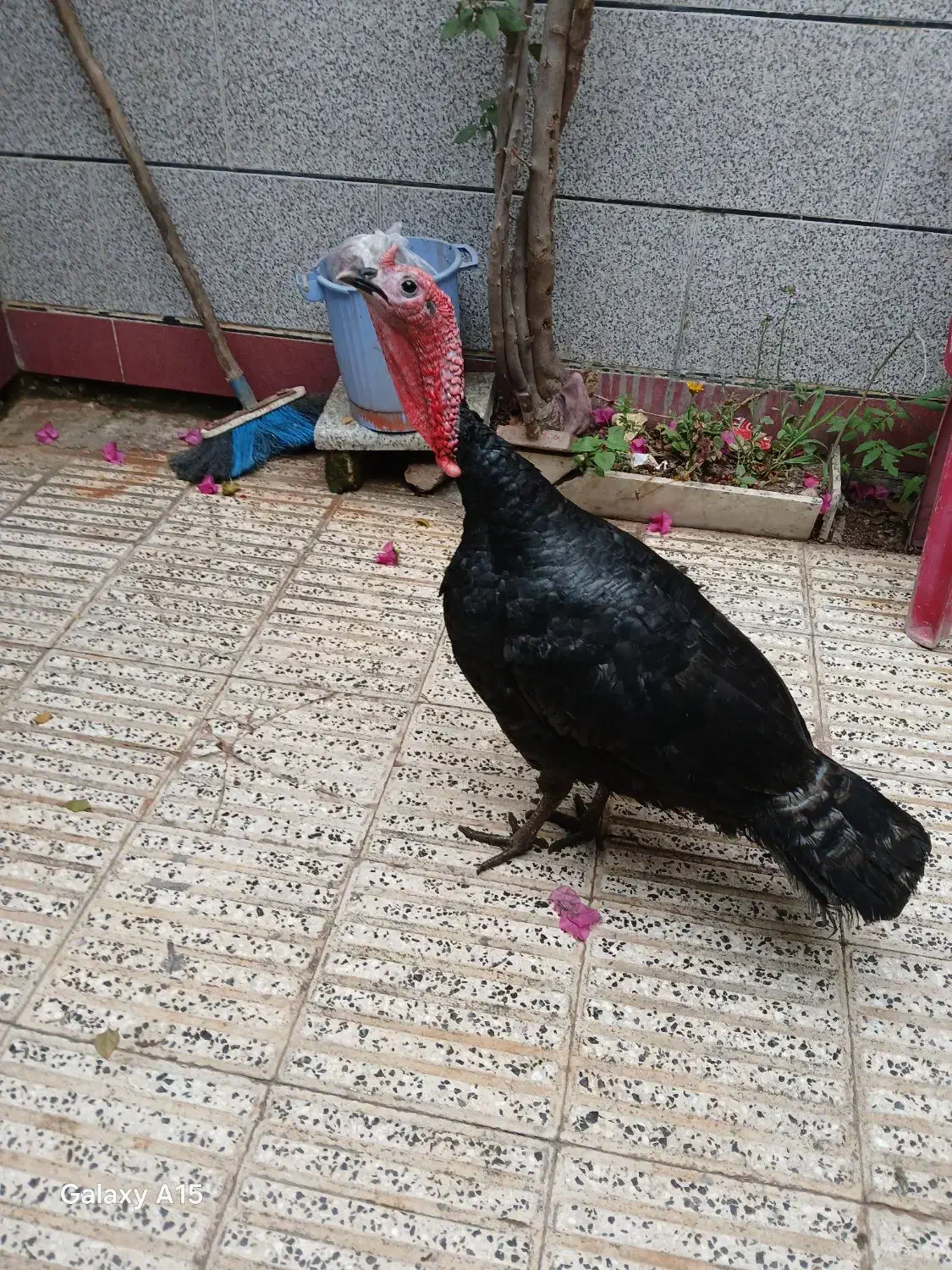 بوقلمو سالم بشرط|حیوانات مزرعه|آزادشهر, |دیوار