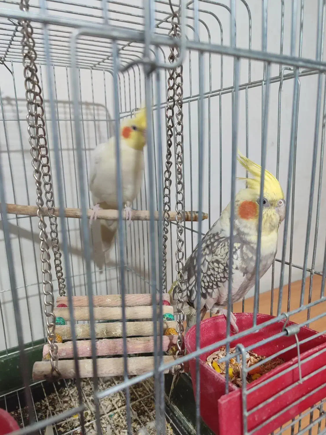 فروش عروس هلندی دست آموز|پرنده|نقده, |دیوار