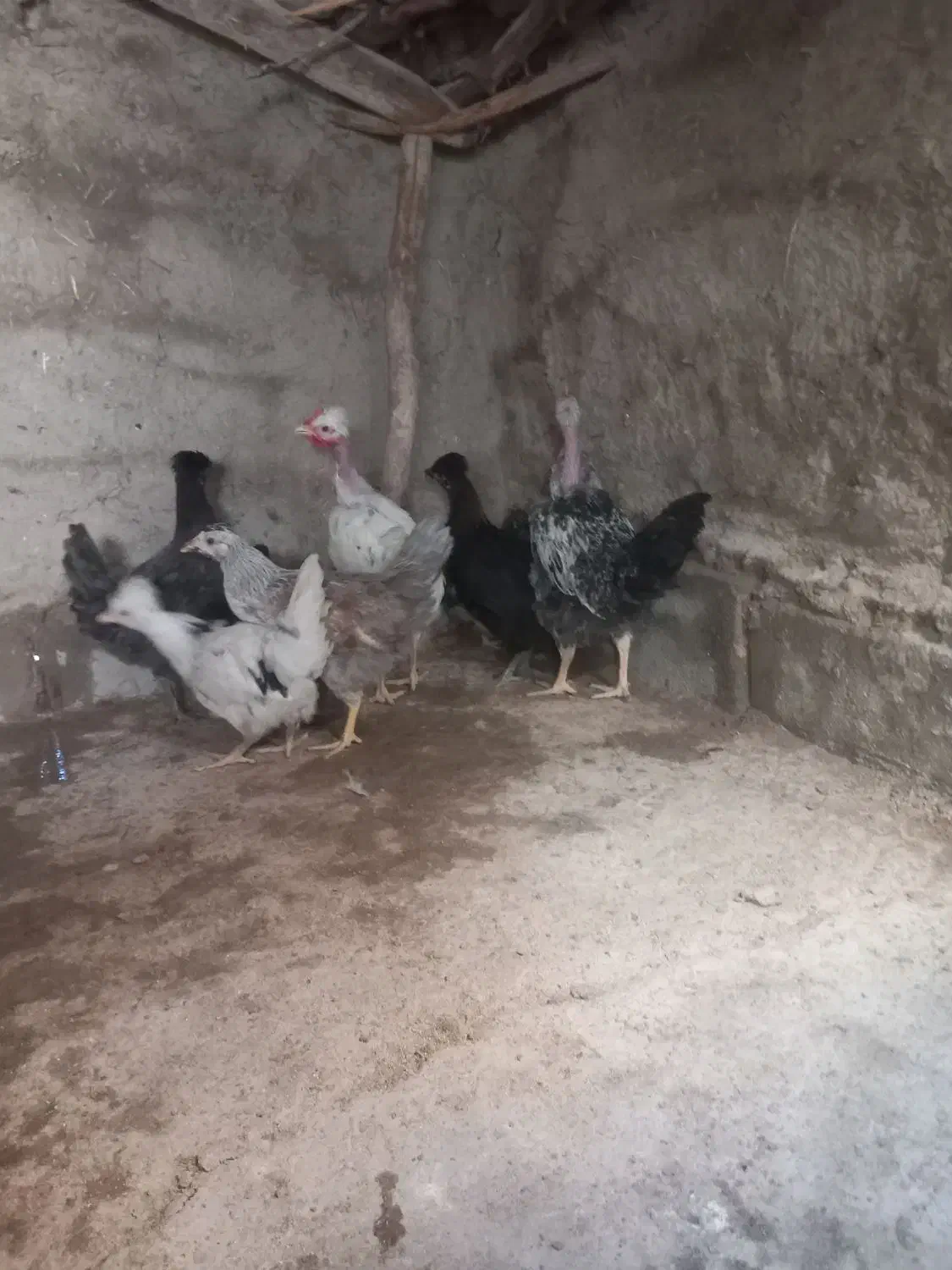 جوجه مرغ بومی|پرنده|رودشت (اصفهان), |دیوار