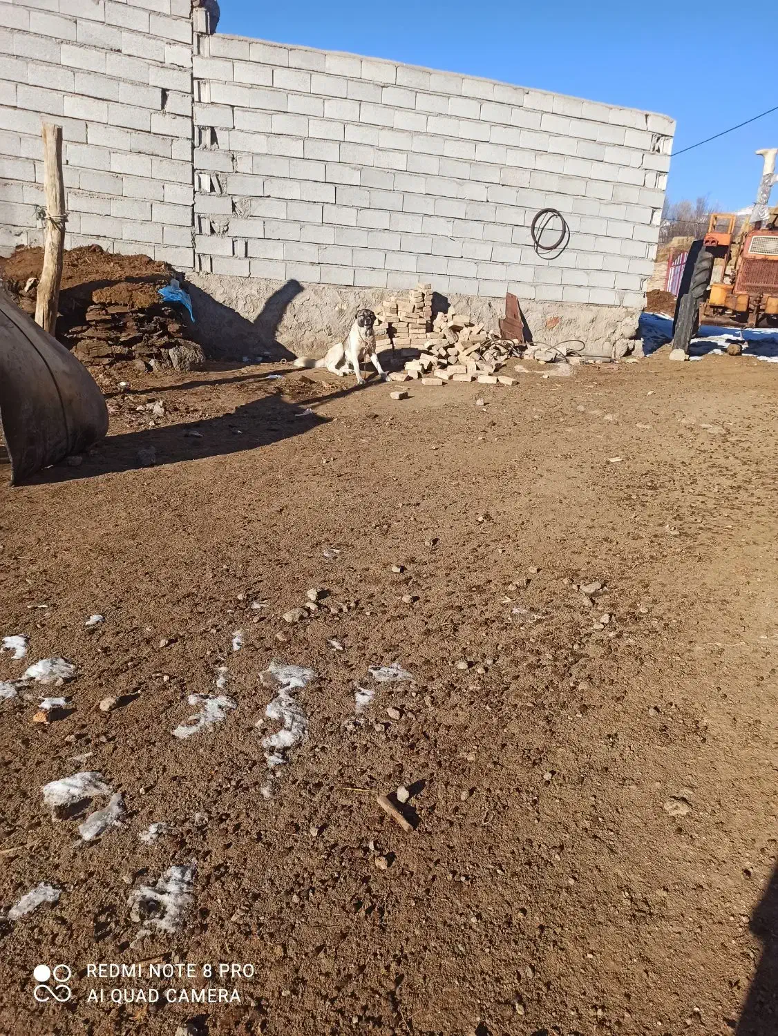 دوسگ|سگ|شیراز, داریون|دیوار