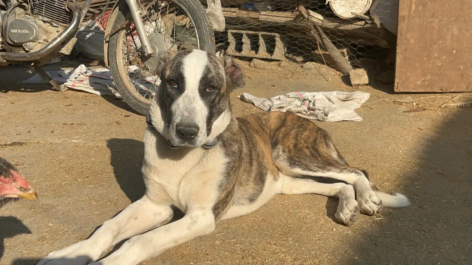 سگ خراسانی|سگ|کردکوی, |دیوار