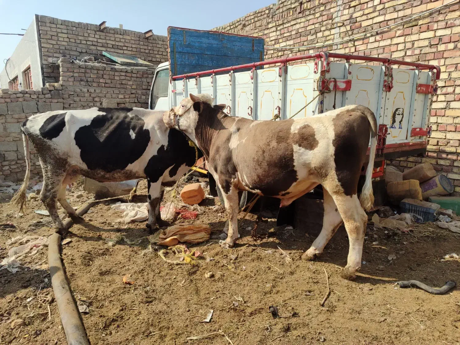 گاووگوساله|حیوانات مزرعه|زابل, |دیوار