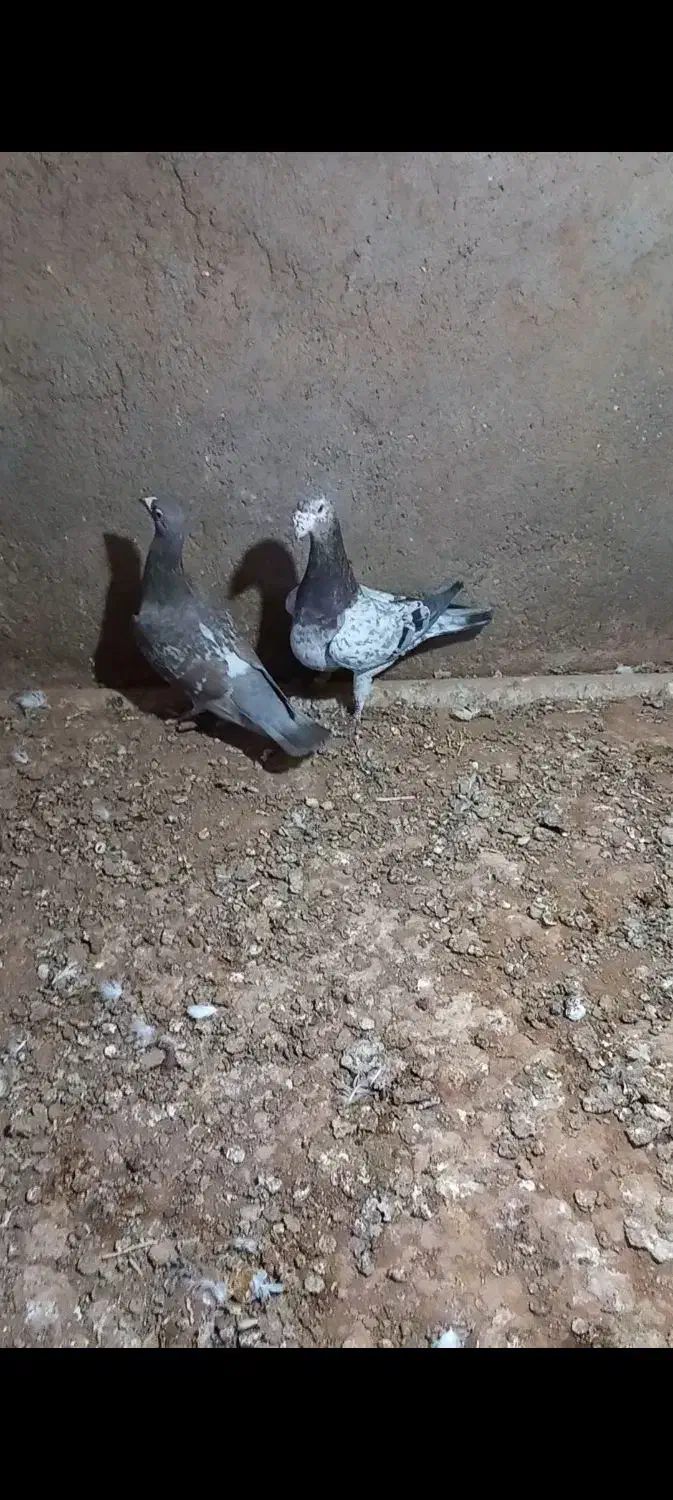 کبوتر هفرنگ|پرنده|الوند, |دیوار