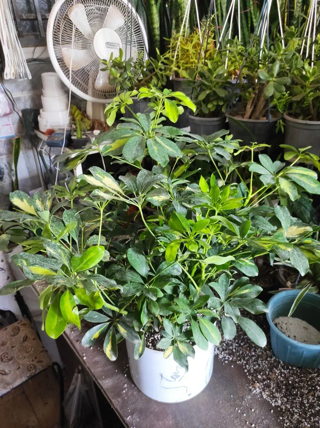 تخفیفات گل و گیاه مهران شروع شد|گل و گیاه طبیعی|بیرجند, |دیوار