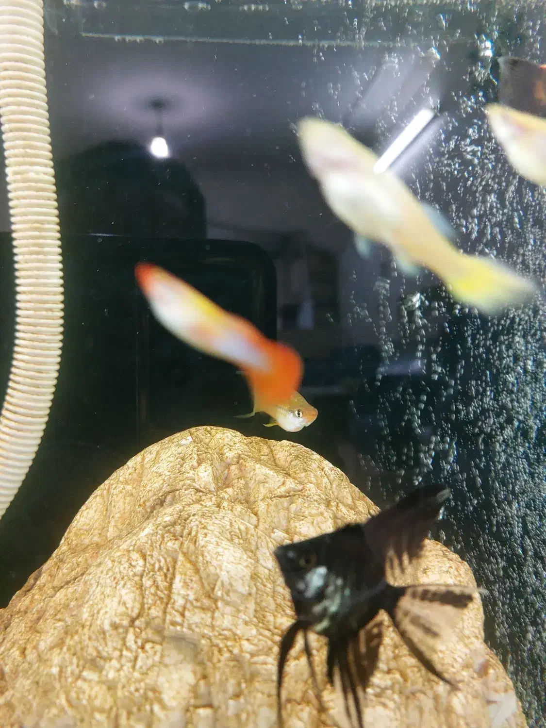 ماهی و آکواریم|ماهی|مرند, |دیوار