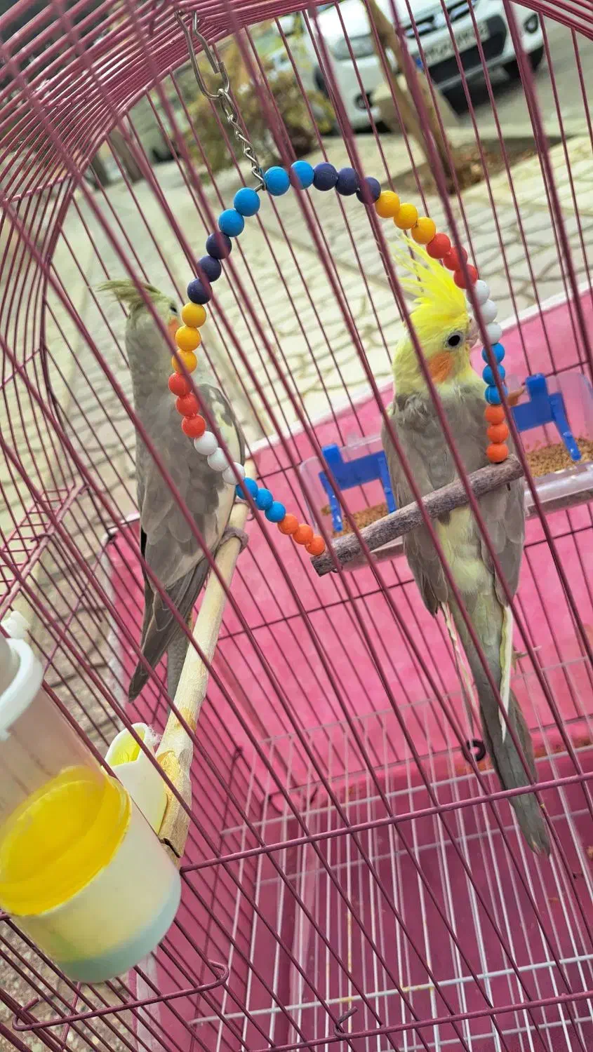 فروش یه جفت عروس هلندی نر و ماده بالغ|پرنده|مهدی شهر, |دیوار