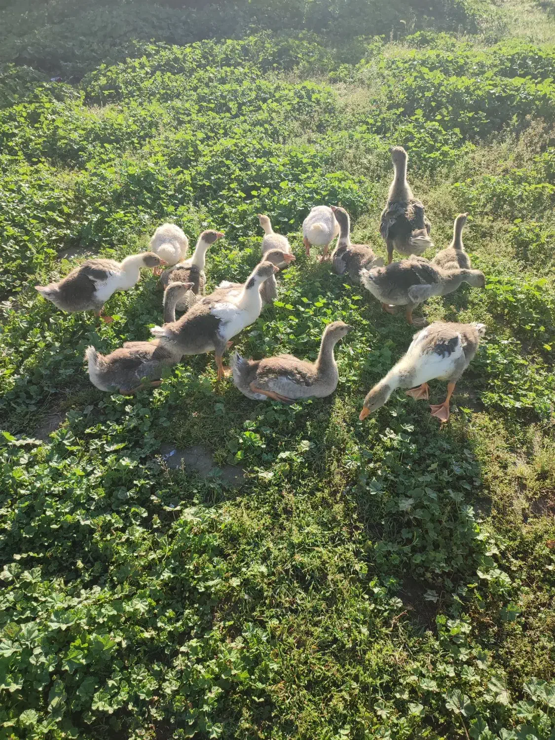 غاز|حیوانات مزرعه|گنبد کاووس, |دیوار