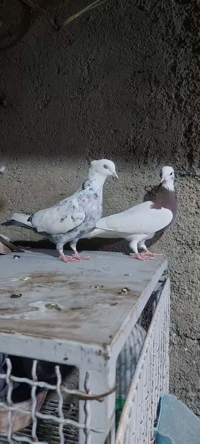 کبوتر ماده|پرنده|شیراز, قلعه نو|دیوار