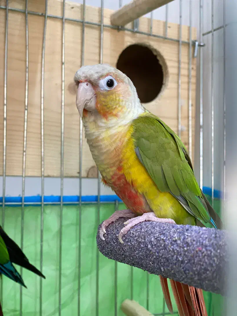 فروش پرنده جفت گرین چیک|پرنده|آمل, |دیوار