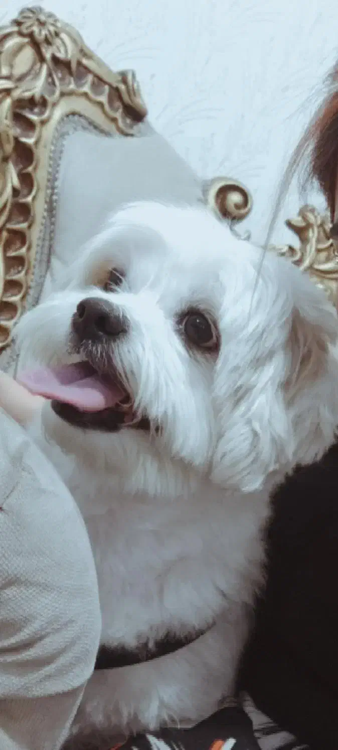 پت خانگی(سگ ماده نژاد شیتزو کراس)|سگ|اهواز, پردیس|دیوار