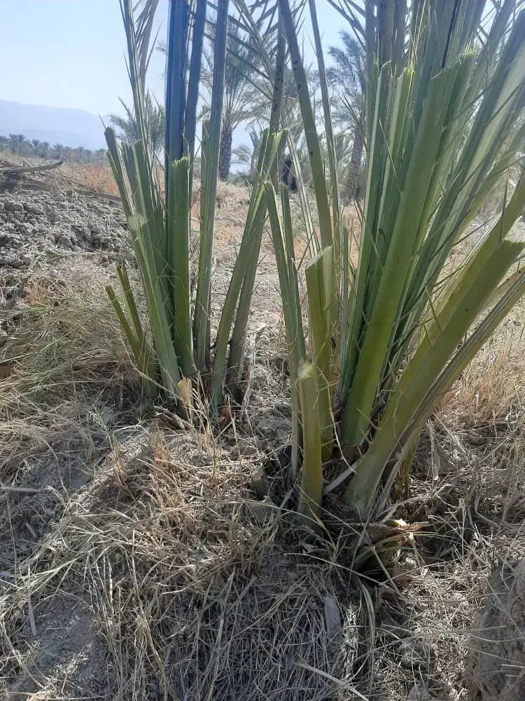 دمیت نخل کبکاب(پاجوش)|گل و گیاه طبیعی|سعدآباد, |دیوار