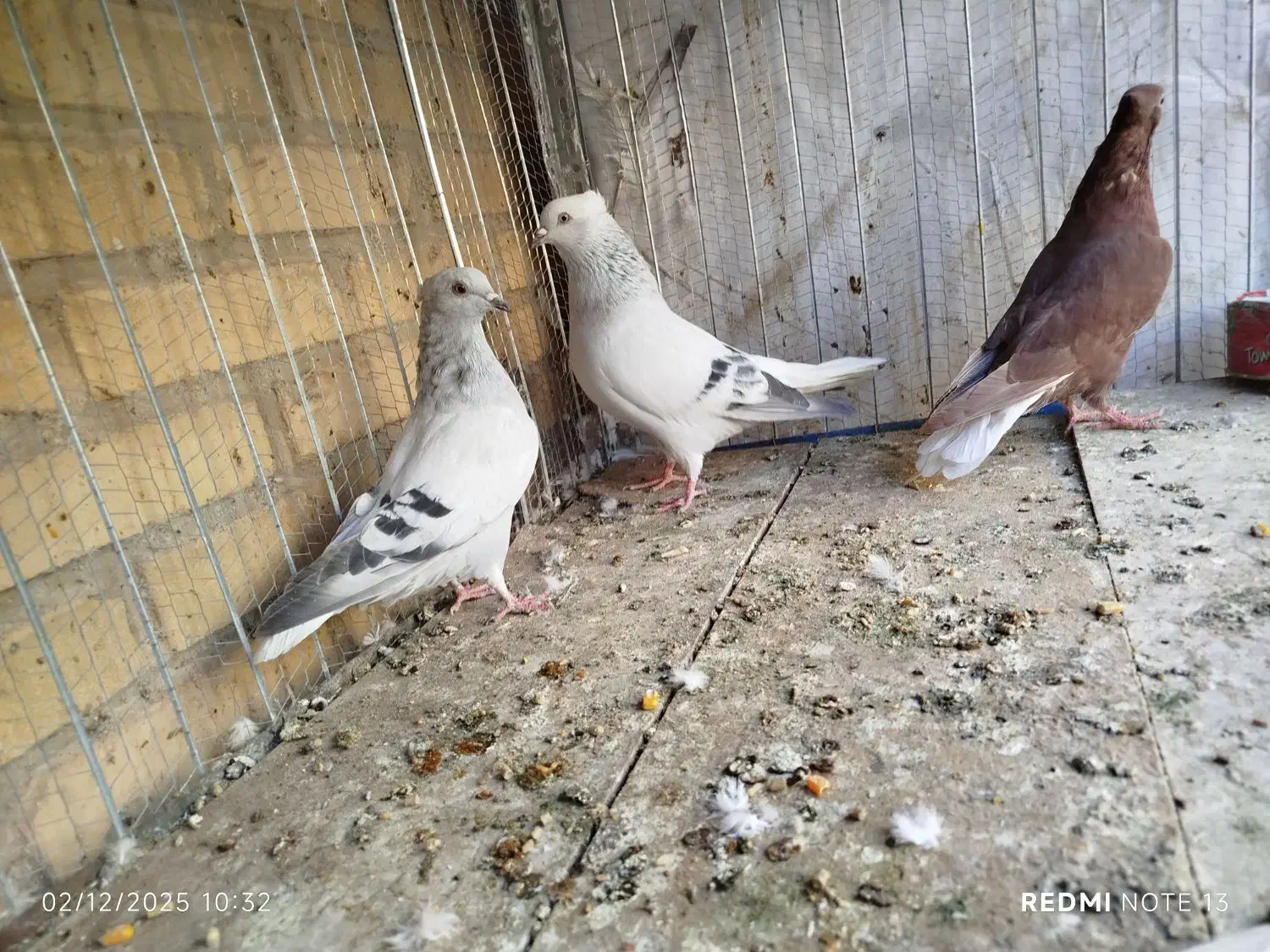 سبز و سرخ دم سفید|پرنده|بیرجند, |دیوار