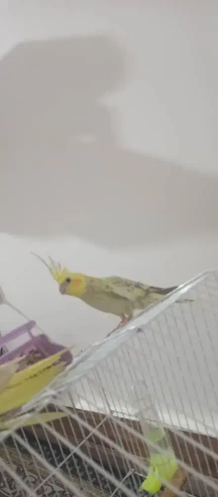 عروس هلندی ماده دربندرماهشهر|پرنده|بندر ماهشهر, |دیوار