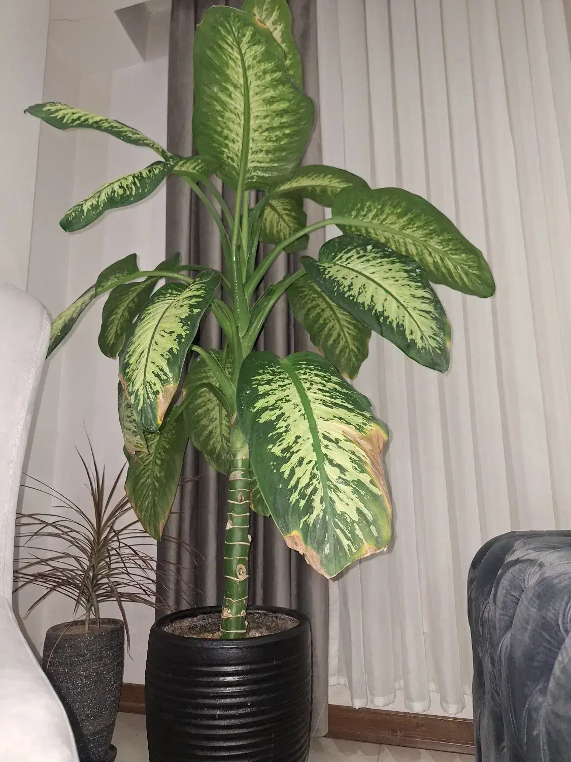 گل دیفن باخیا بزرگ|گل و گیاه طبیعی|ماهدشت, |دیوار