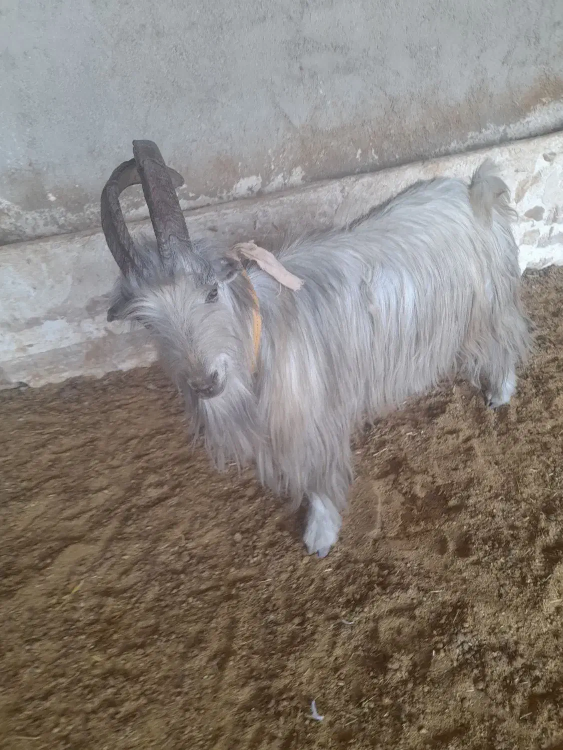 پازن تخمی دو ساله|حیوانات مزرعه|کازرون, |دیوار