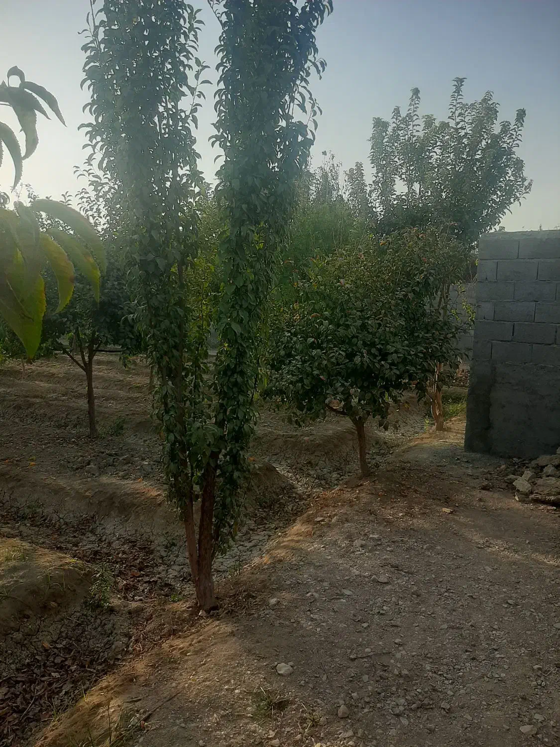 باغ چهار دیواری|فروش خانه و ویلا|اصفهان, ارداجی|دیوار