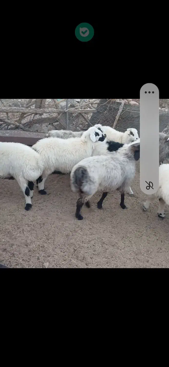 فروش ۴۰راس شیشک|حیوانات مزرعه|خرم بید, |دیوار